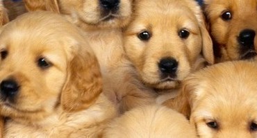 Group of Puppies Waiting for Rose Lesniak Dog Trainer in Miami Florida